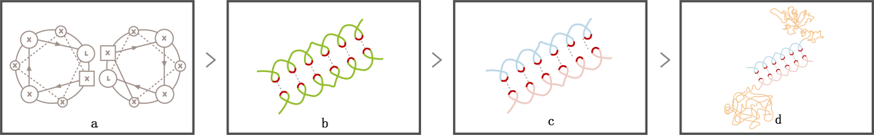 Figure 2. leucine zipper coiled-coil. (a) Helical wheel diagram of leucine zipper; (b) Interaction between leucine zipper coiled-coil; (c) Interaction between ZR and ZE; (d) Connection between two polypeptide chains.